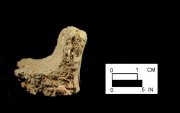 Dames Quarter cross-section of base sherd from the Kimmel Collection, Delaware-Courtesy of the Delaware State Museums.